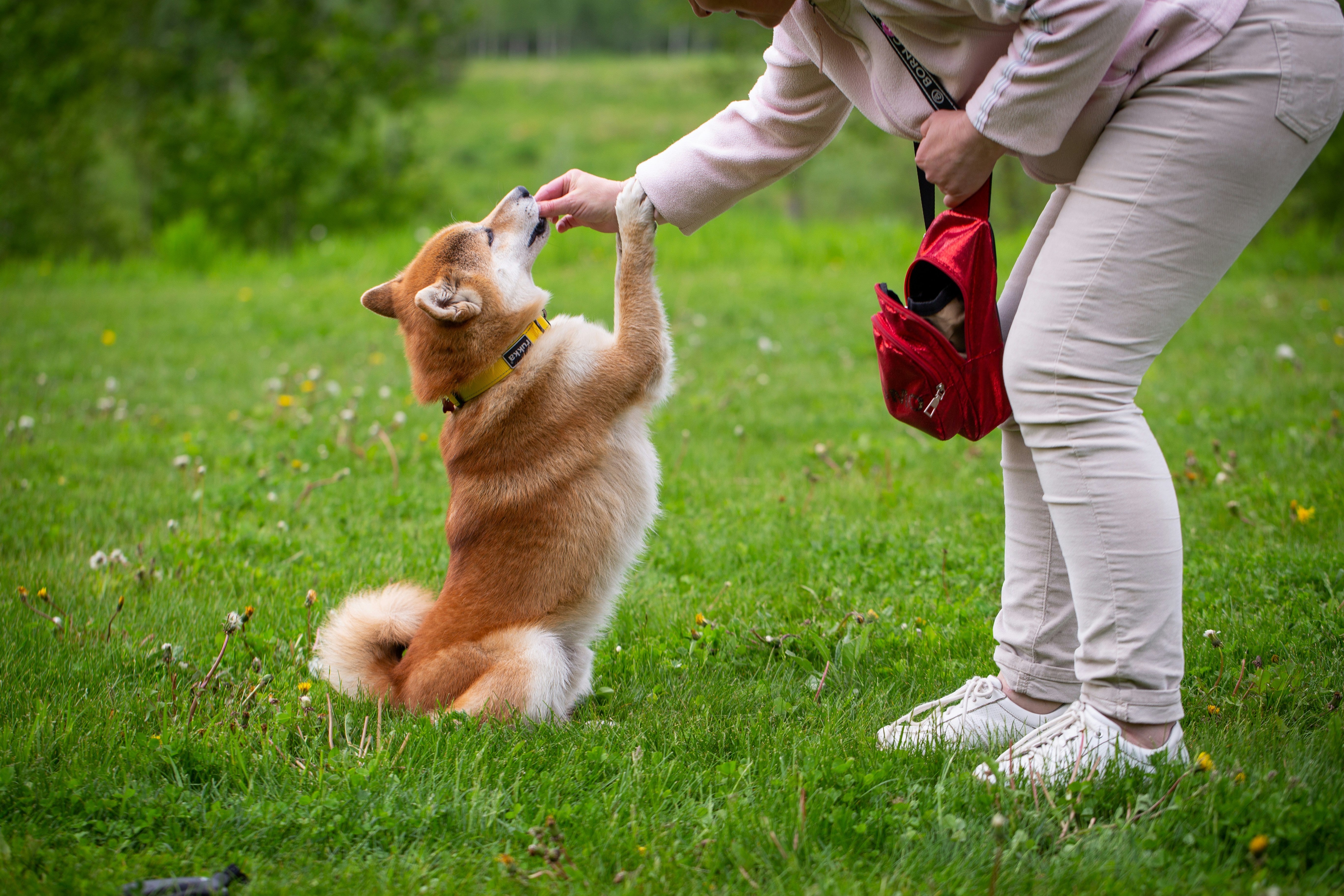 a person giving a dog a treat while the dog is standing on its hind legs