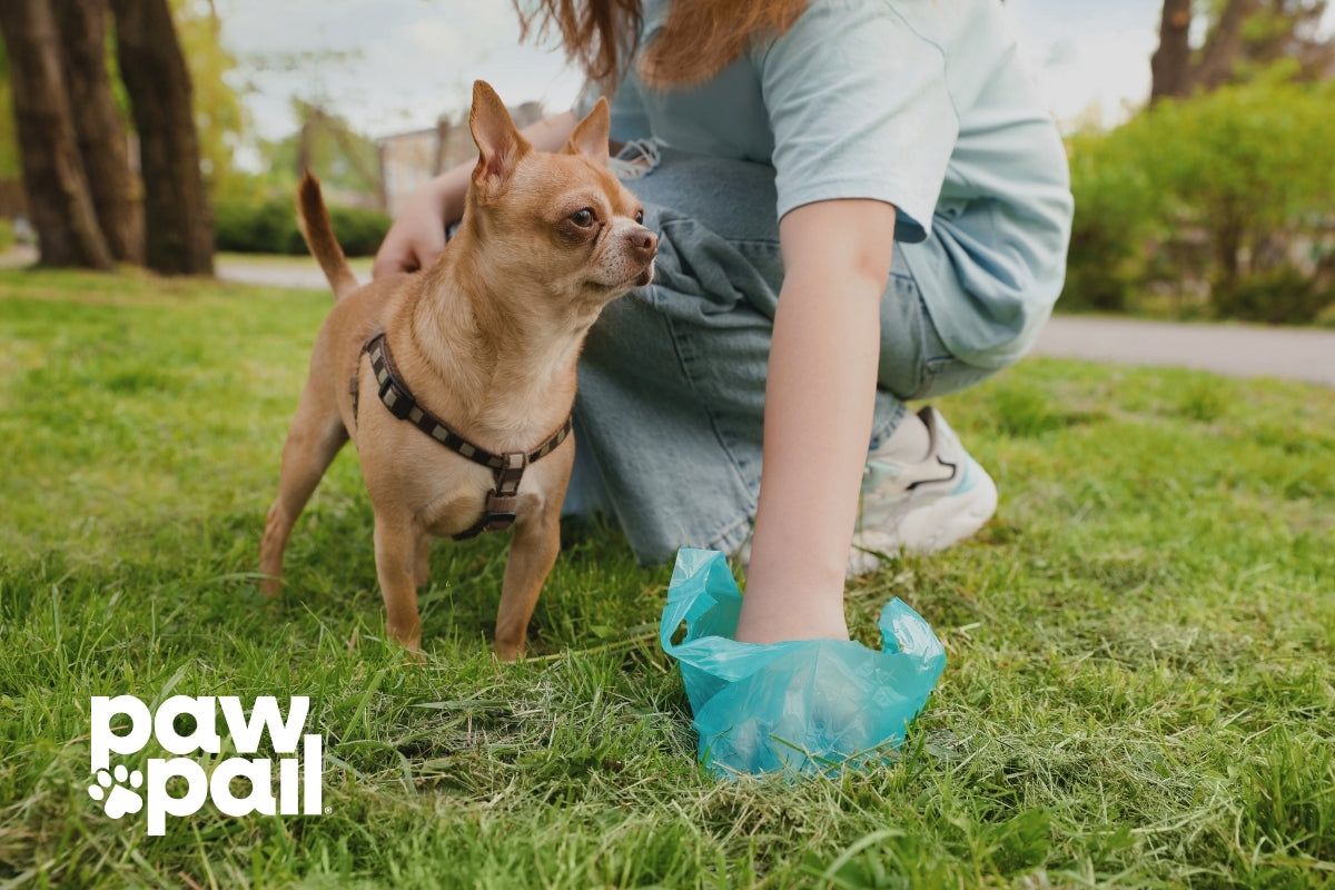 5 Must-Have Features in a Dog Poop Bin