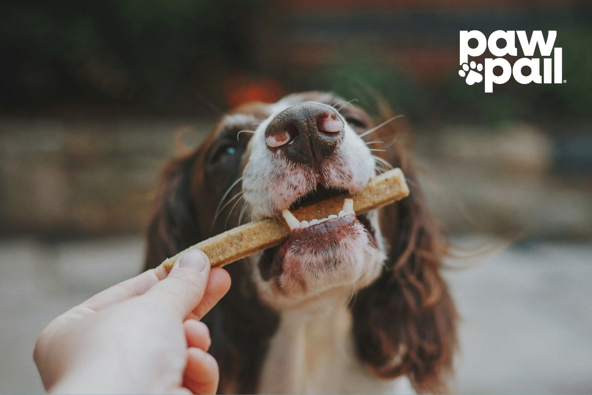 Benefits of Probiotics for Your Dog's Digestive Health