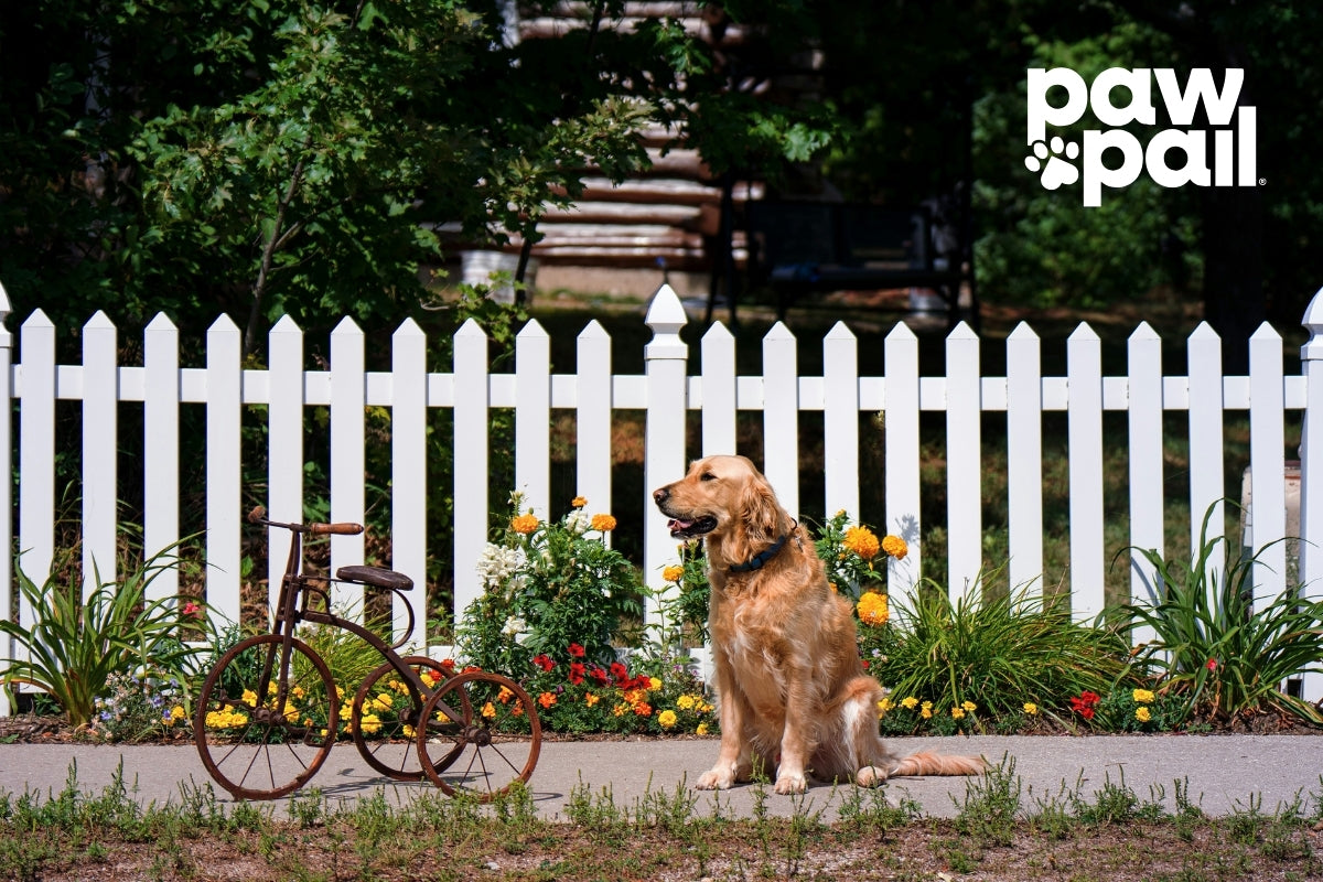 Dog Proof Yard Tips for Keeping Pets Secure