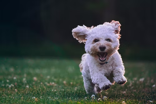 The Ultimate Solution of Dog Waste in Your Backyard