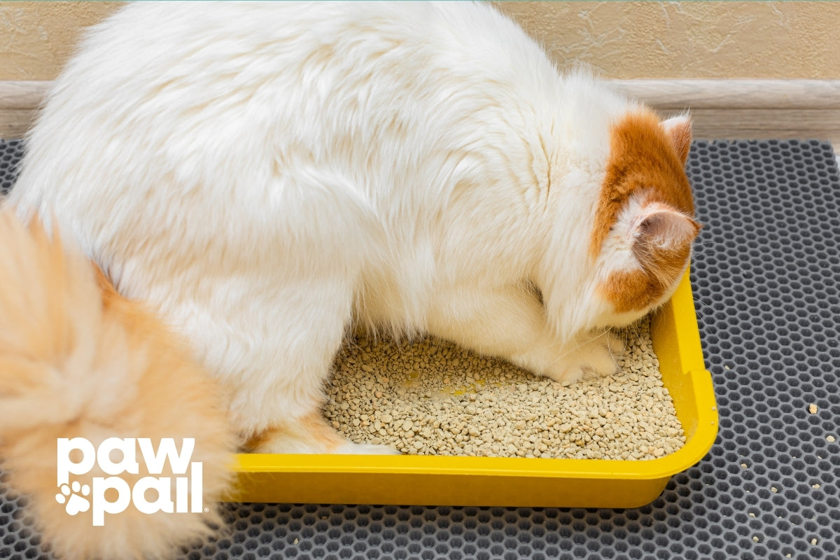 How Many Litter Boxes Do You Need for Multiple Cats?
