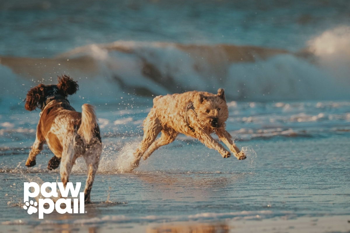 How Seasonal Allergies Can Affect Your Dog’s Digestive System