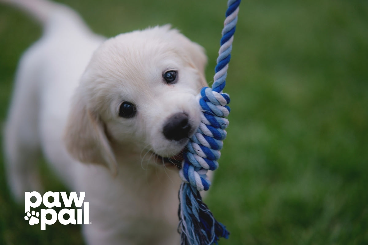 How to Care for a Puppy with Diarrhea at Home