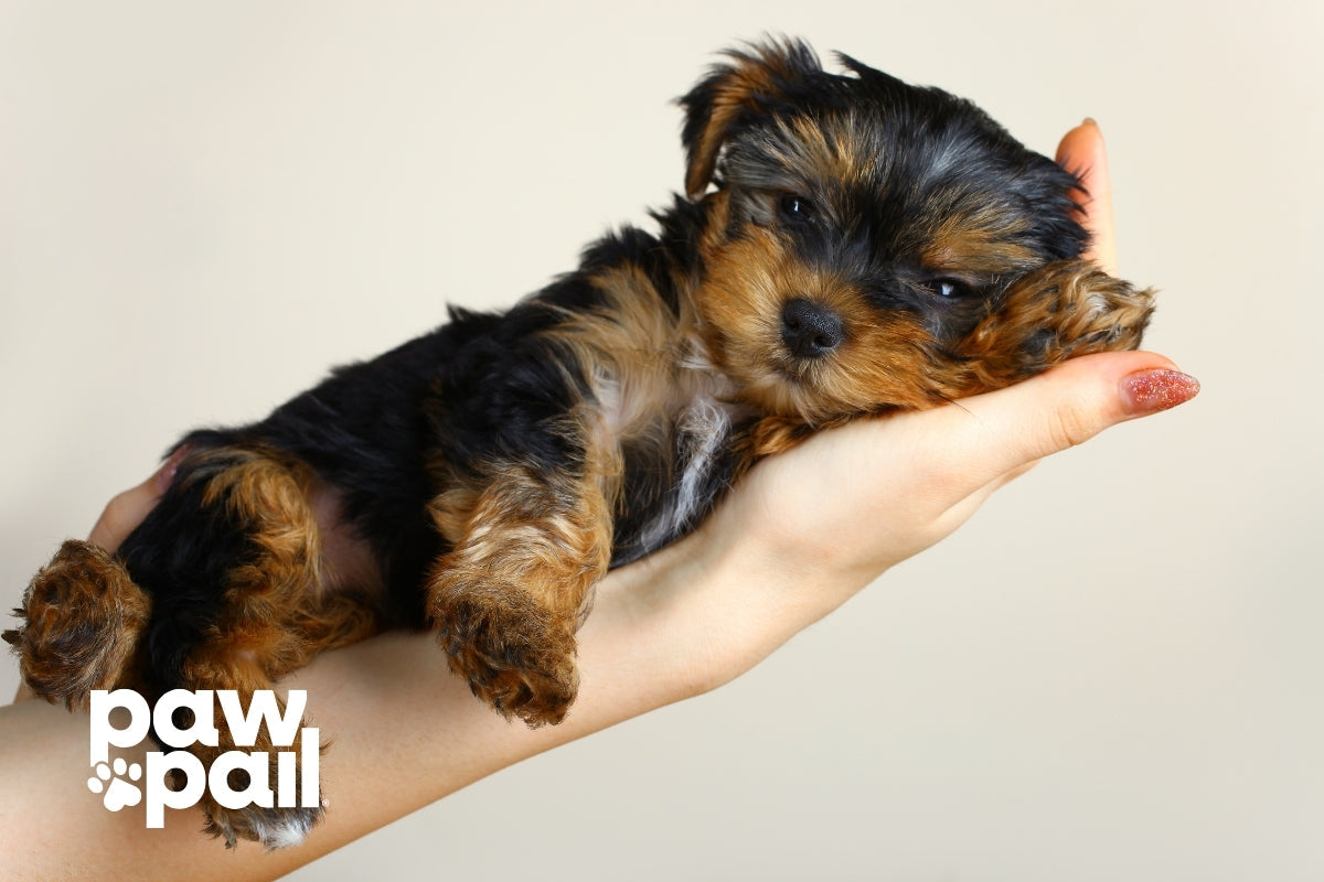 New Puppy Checklist: Essential Supplies Every Owner Needs