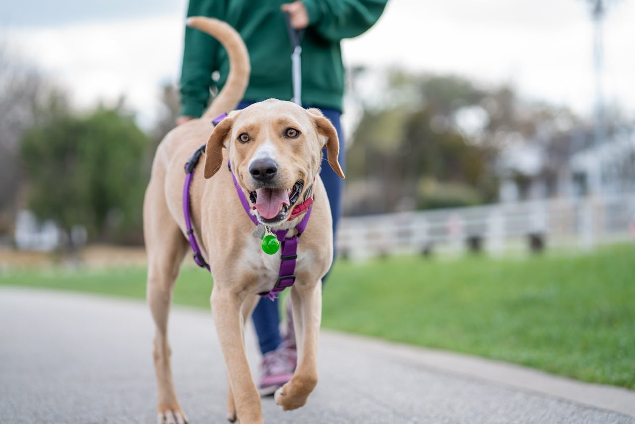 Why Strong Dog Poop Bags Are Essential for Safe, Ick-Free Walks
