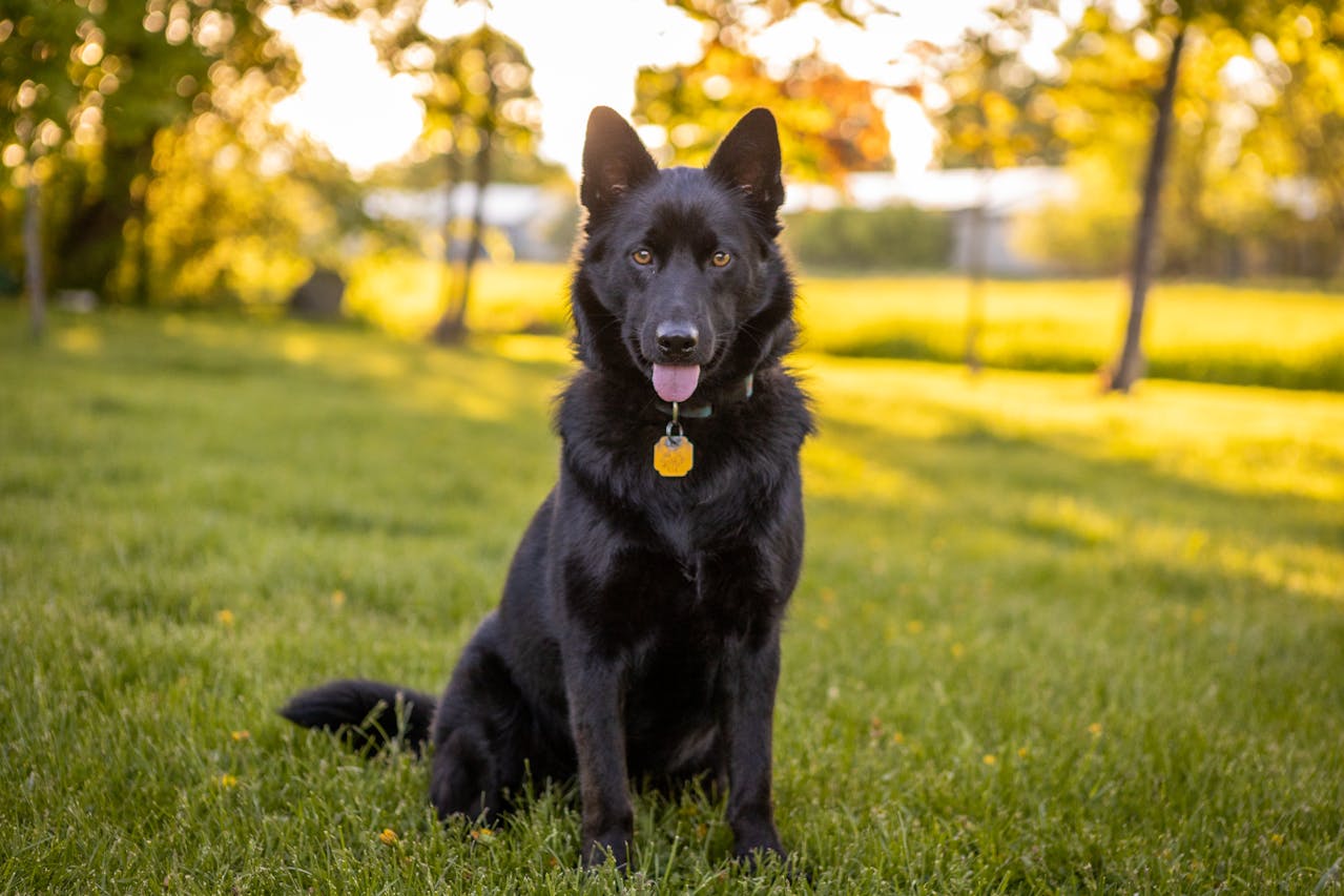 Black dog sitting at the park facing camera person