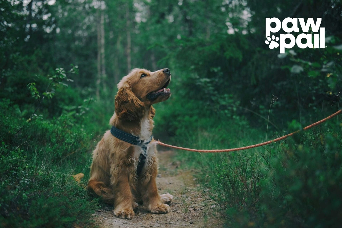 Signs and Symptoms of Digestive Disorders in Dogs