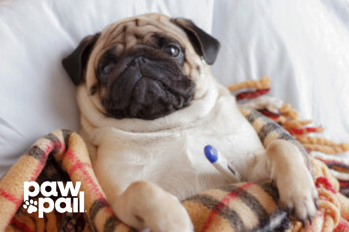 Symptoms of Worms in Dogs That Signal Urgent Care