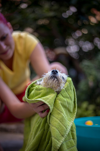 Secret to a Spotless Lawn: Outdoor Dog Poop Containers You Need to Know About
