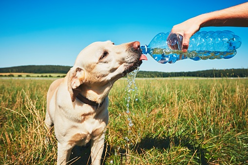 Tips To Get Organized with Outdoor Dog Poop Containers