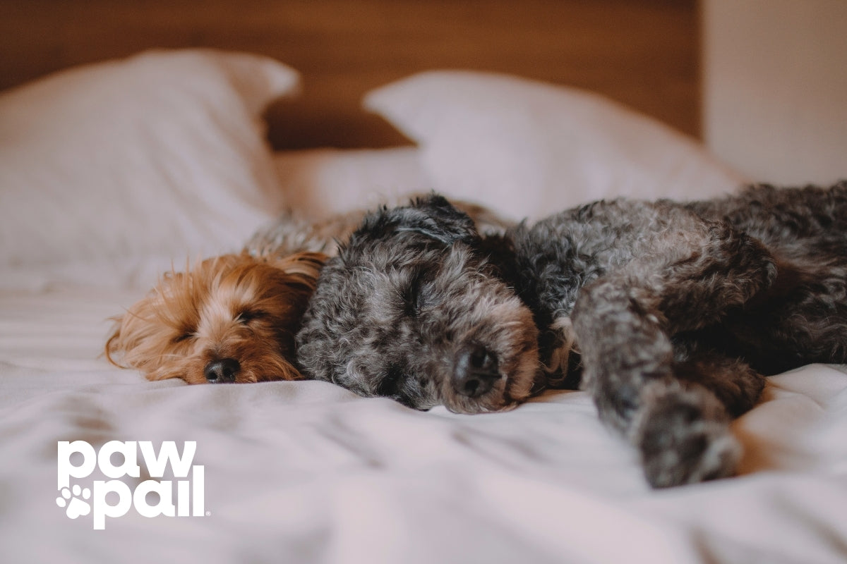 What Causes Gray Dog Poop and When to Worry?