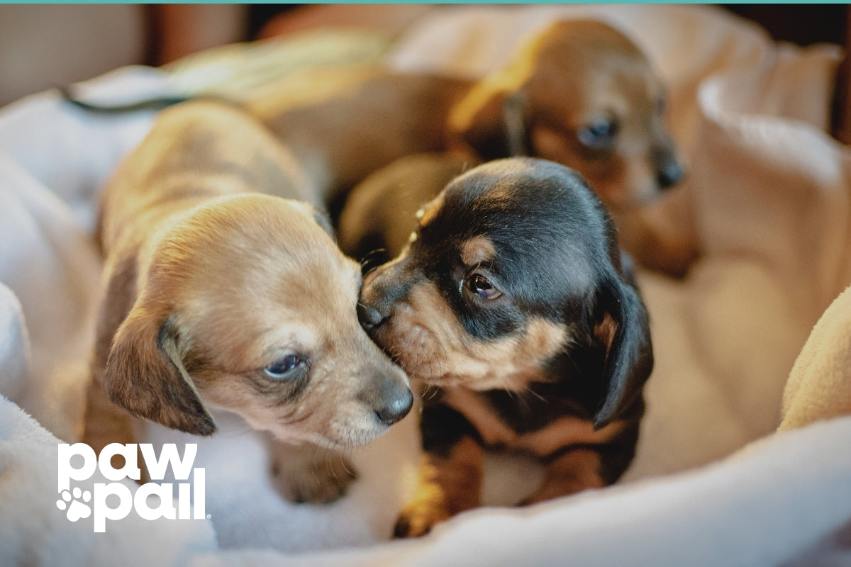 What Does Soft Puppy Poo Tell You About Their Health