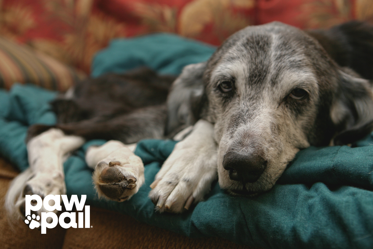 What Is Dog Hemorrhagic Gastroenteritis and How to Spot It Early