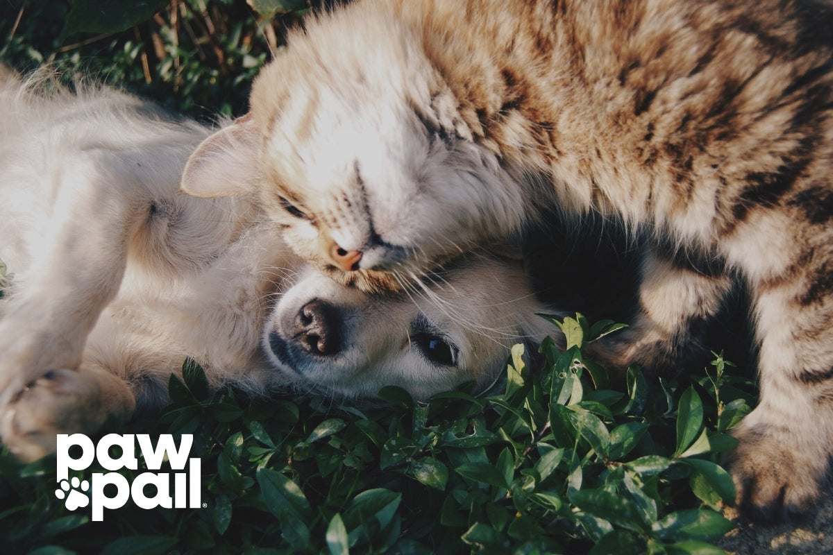 What to Do If Your Cat Uses Your Yard as a Litter Box