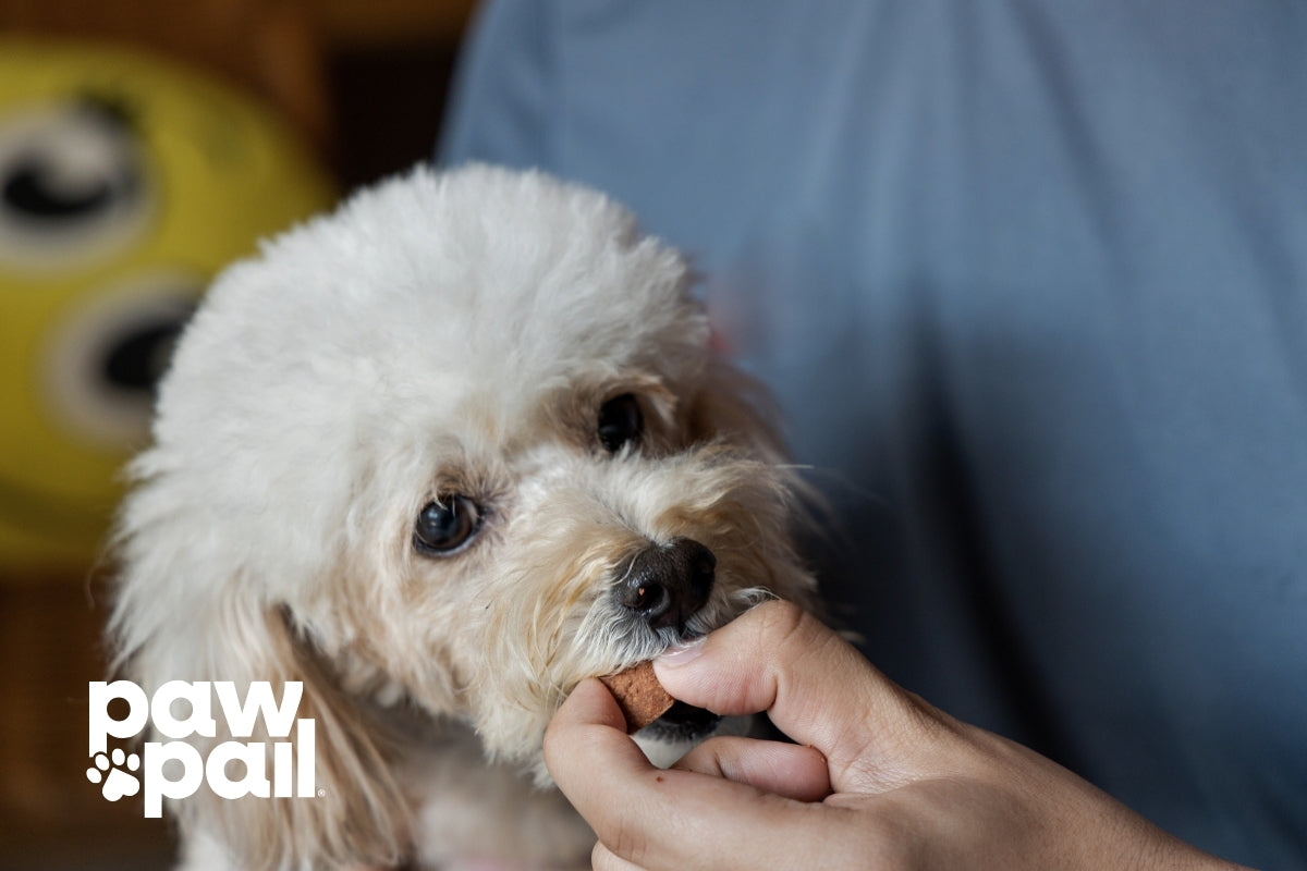 White Parasite in Dog Poop Causes and Treatment Options