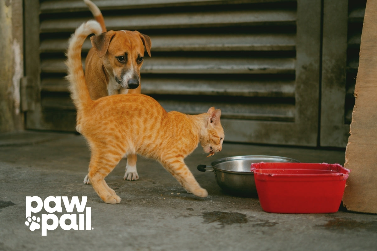 Why Is My Cat's Litter Mat Stained and How to Clean It?