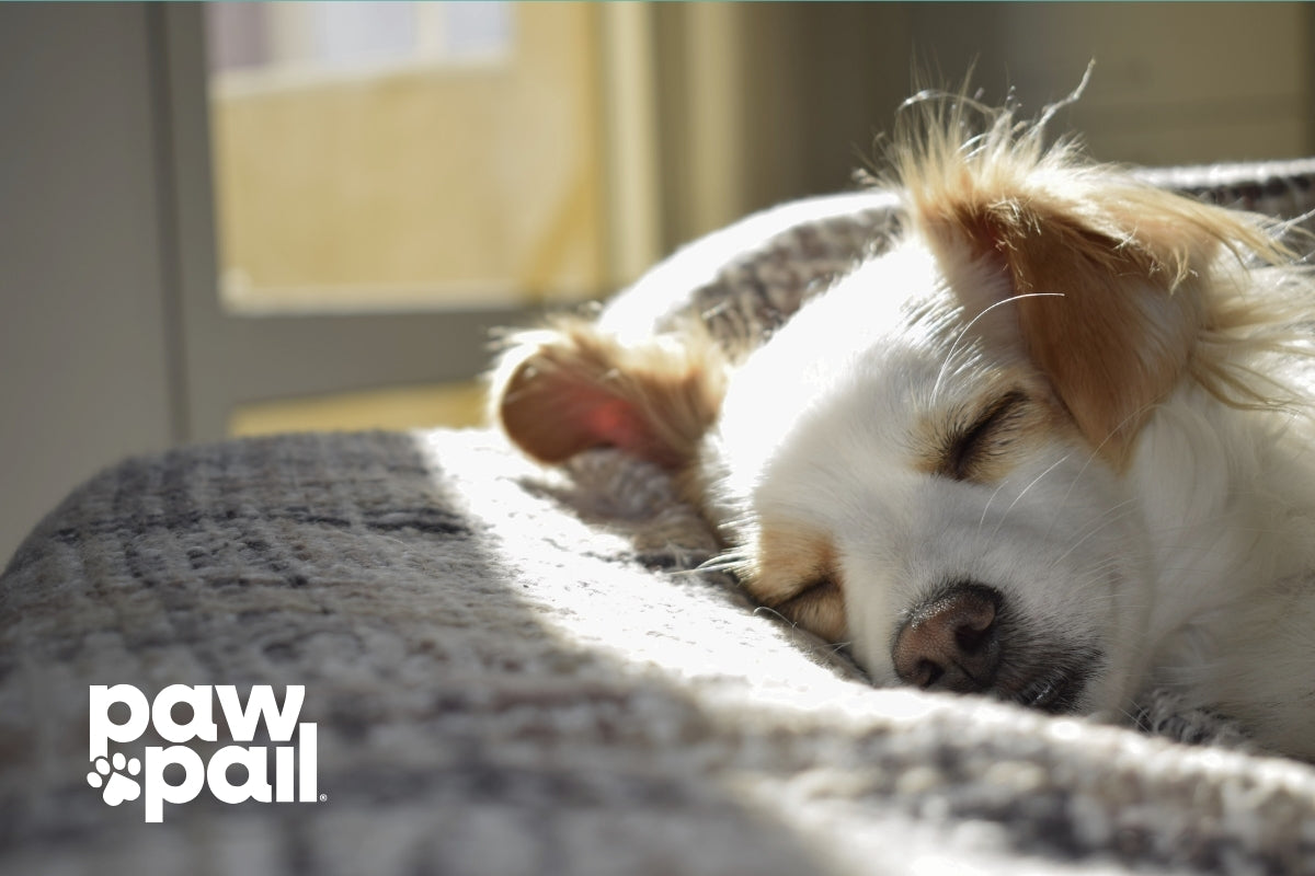 Why Is My Dog Pooping in House at Night?