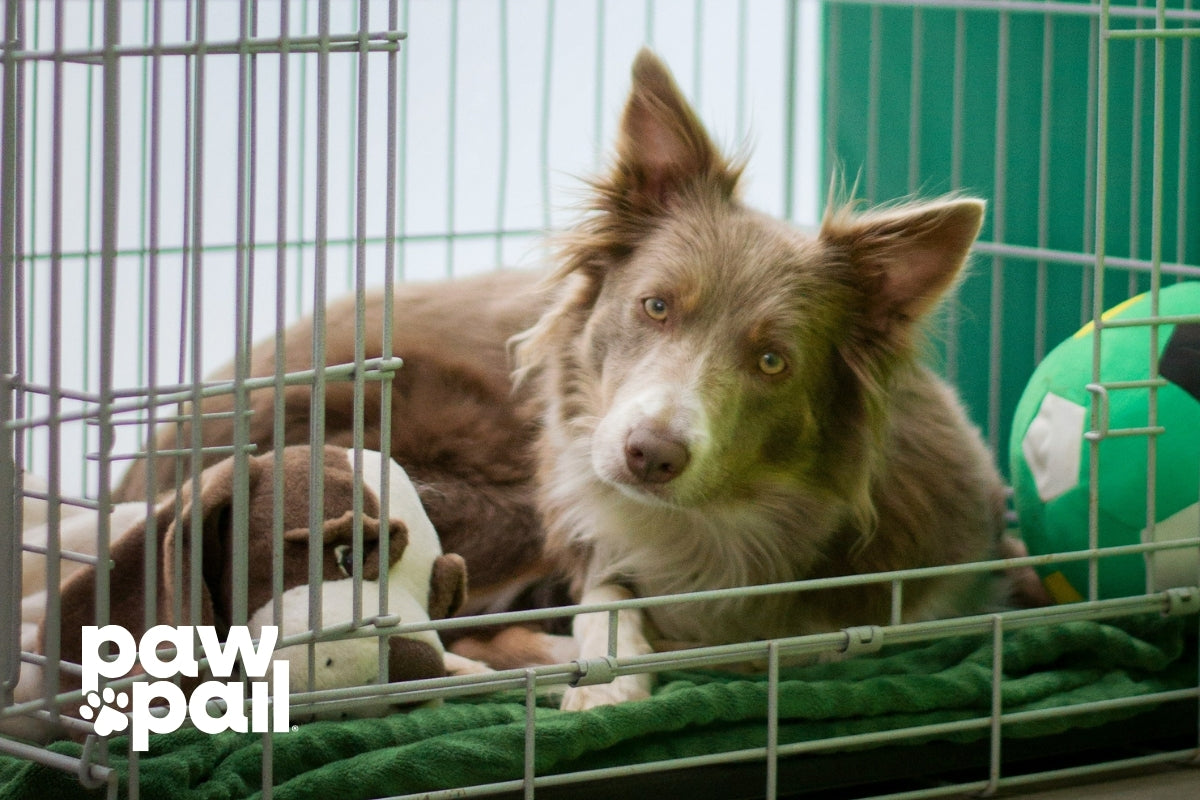 Why Is My Dog Suddenly Pooping in Crate at Night?