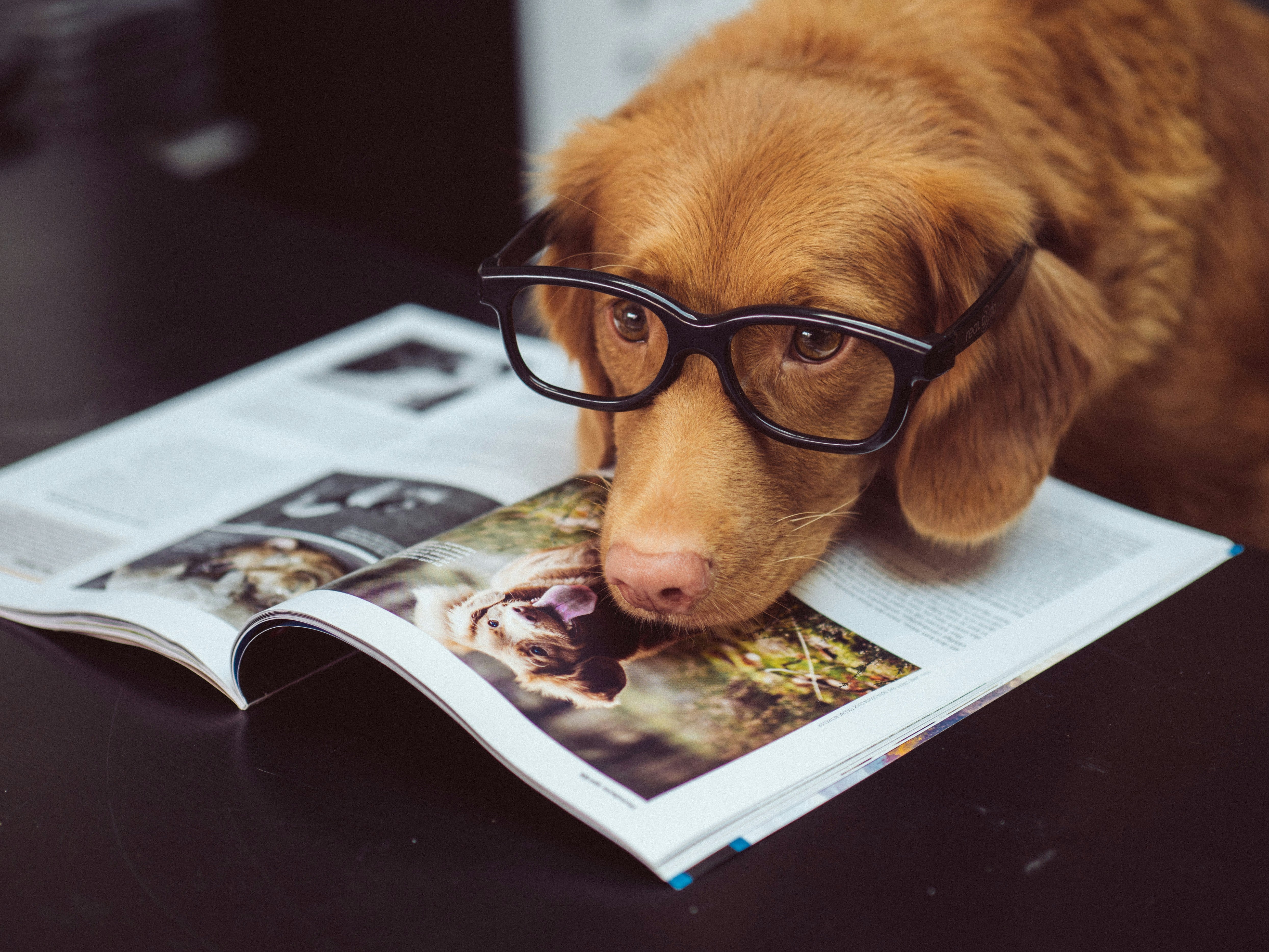 a Nova Scotia Duck Tolling Retriever wearing glasses leaning its head on a magazine about dogs