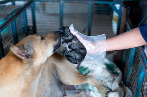 How Dog Waste Containers Help Prevent the Spread of Disease