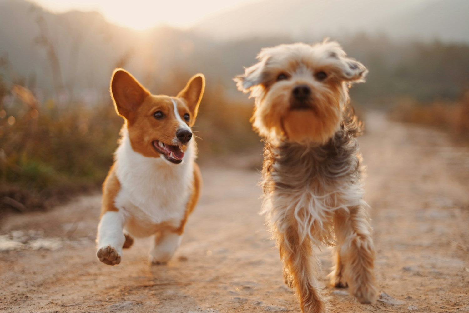 two puppies running down a dirt road