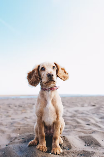 Environmental Impact of Pet Waste & How Pet Waste Stations Help