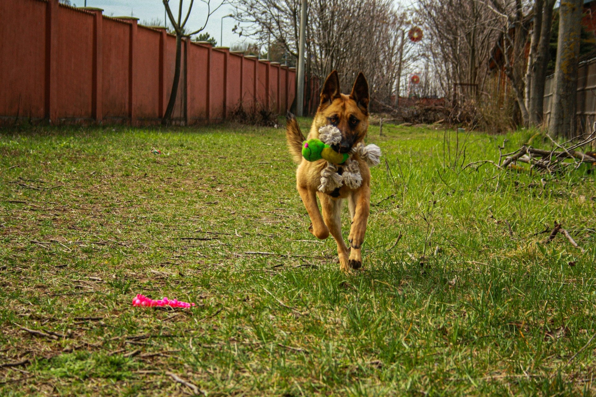 a dog running in a yard holding a toy