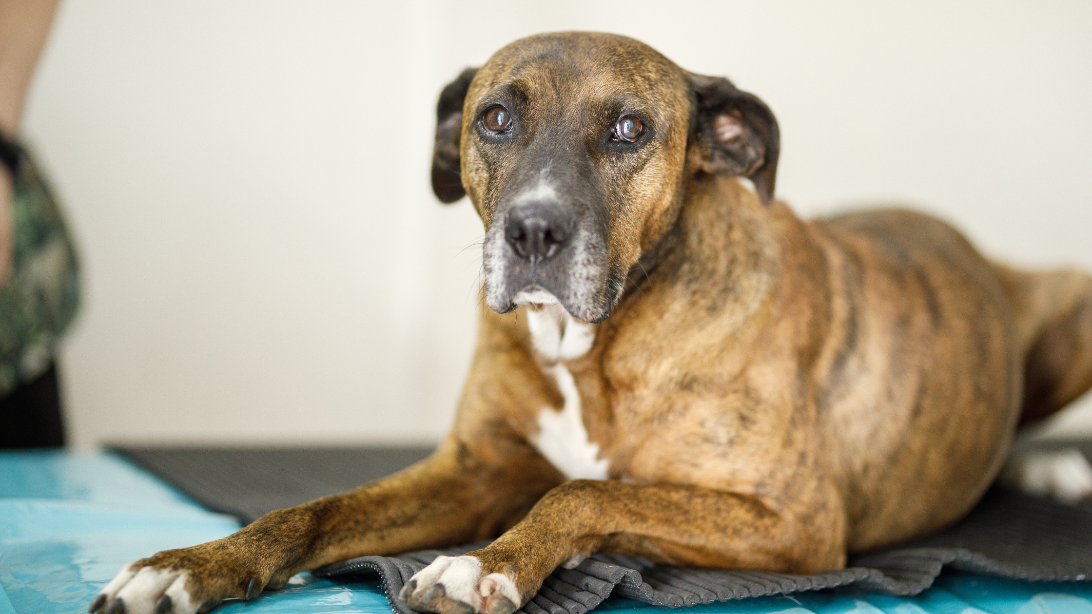 an old dog in a house