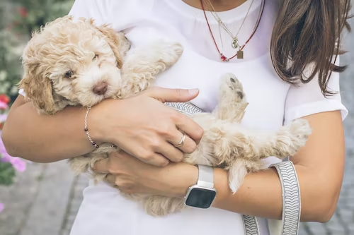 Pet Parent
