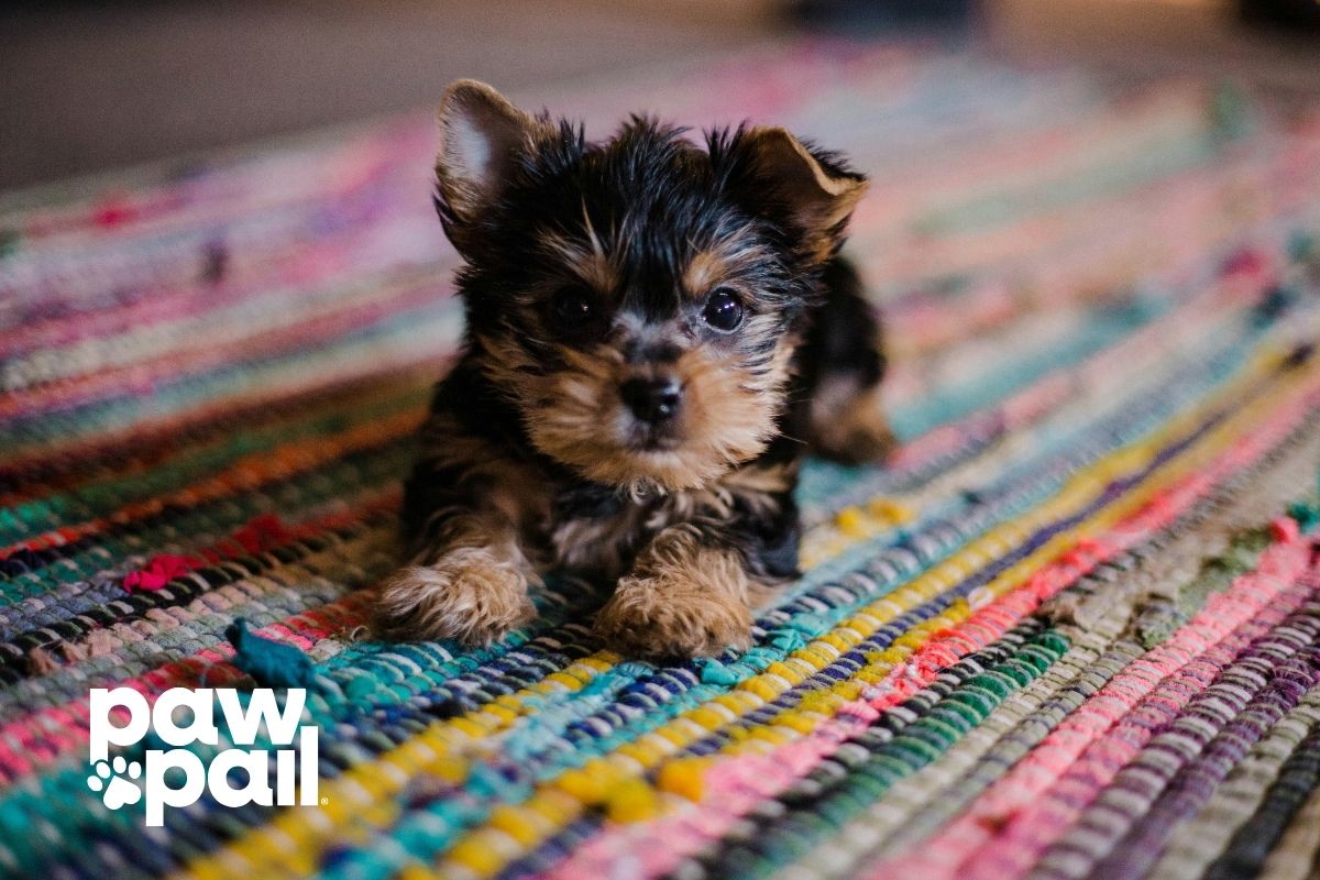 Dealing with Bad-Smelling Puppy Poop