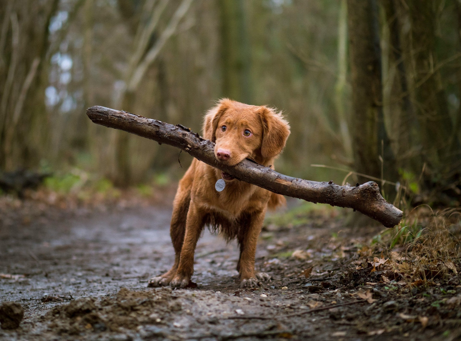 brown puppy carrying a big stick walking in the woods down a muddy path