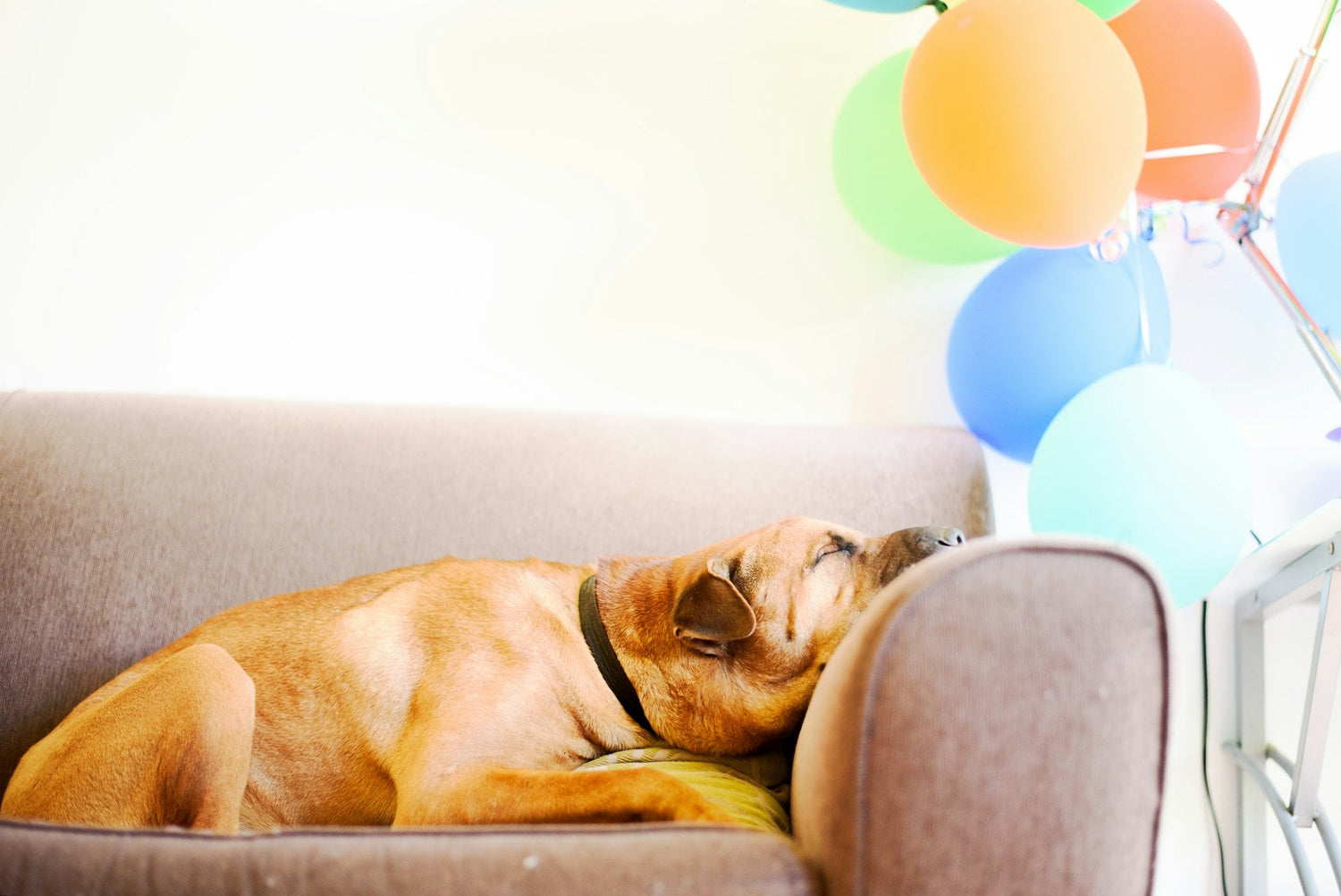 What Kills the Smell of Dog Poop Outside? Trusted Home Remedies