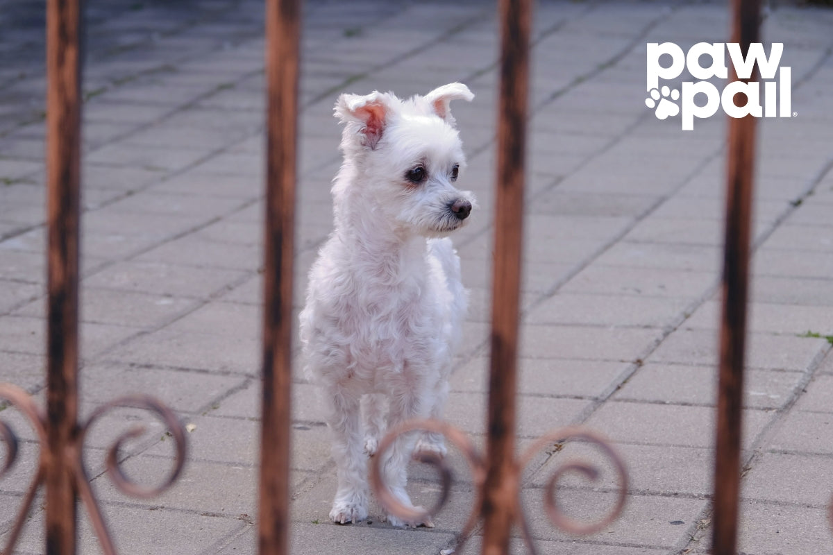 Backyards for Dogs That Love to Play