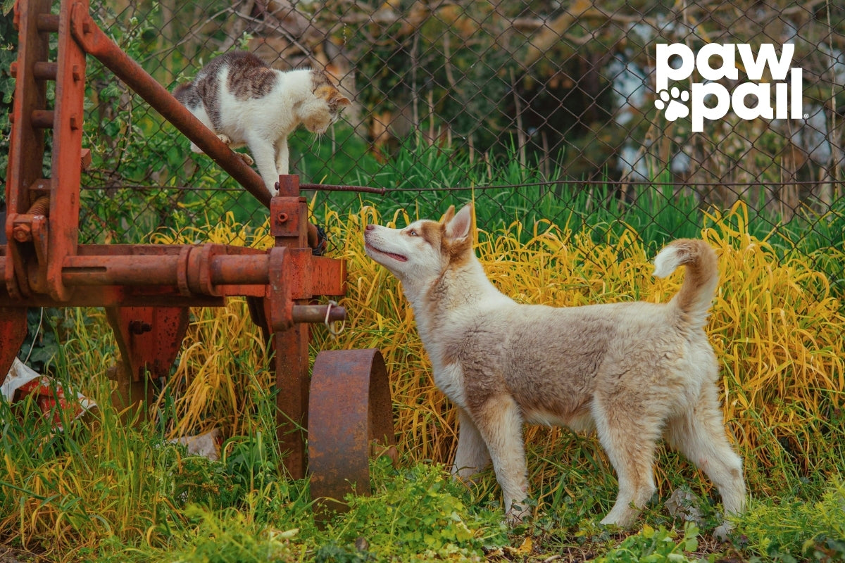 Cat Poop Disposal 101: Effective Ways to Keep Your Home Clean and Odor-Free