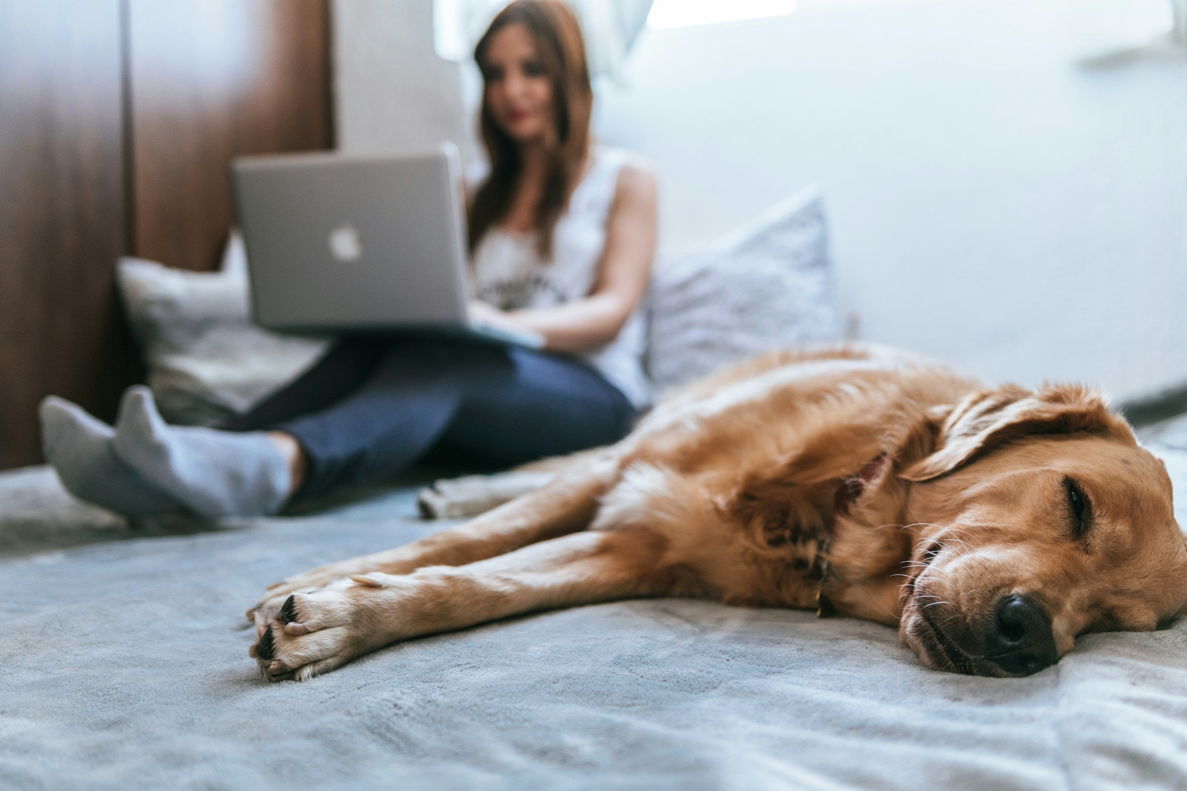 a golden retriever sleeping i bed next to a woman working on her laptop