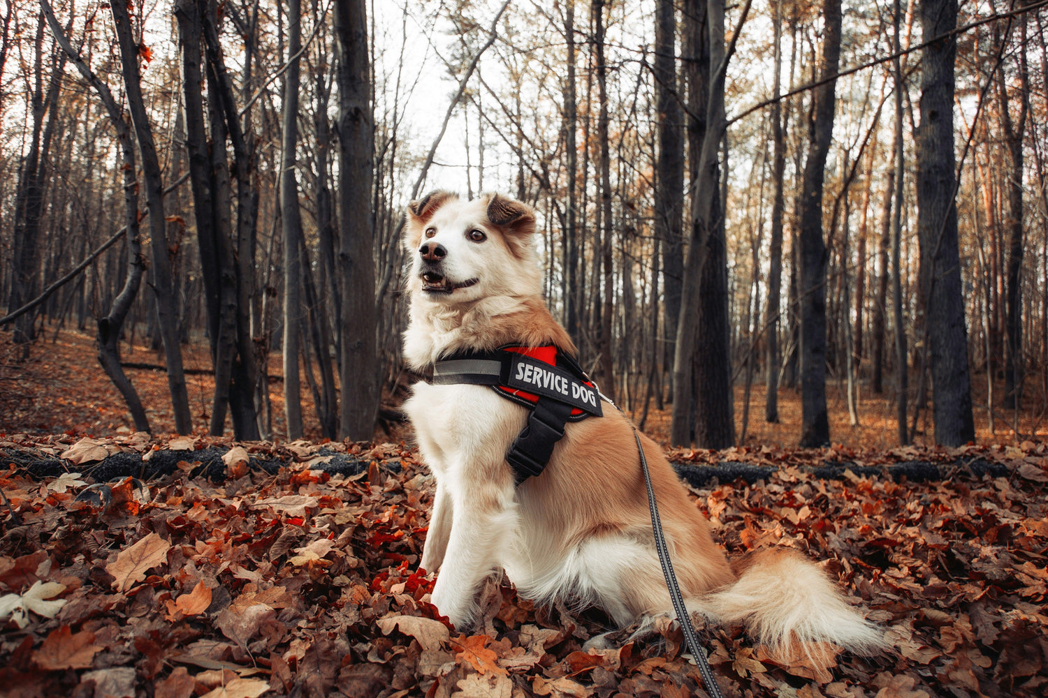 dog sitting on a leaf-covered floor in a forest