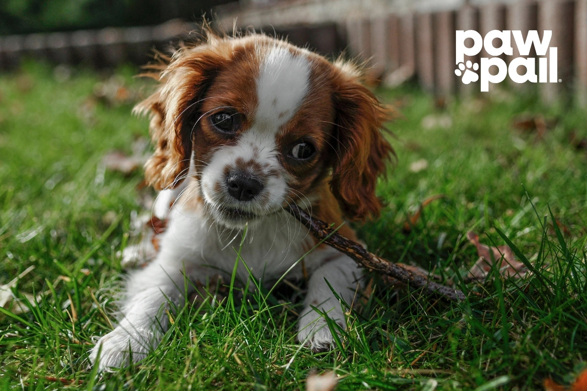 Dog Friendly Yard Ideas Every Pet Owner Should Try