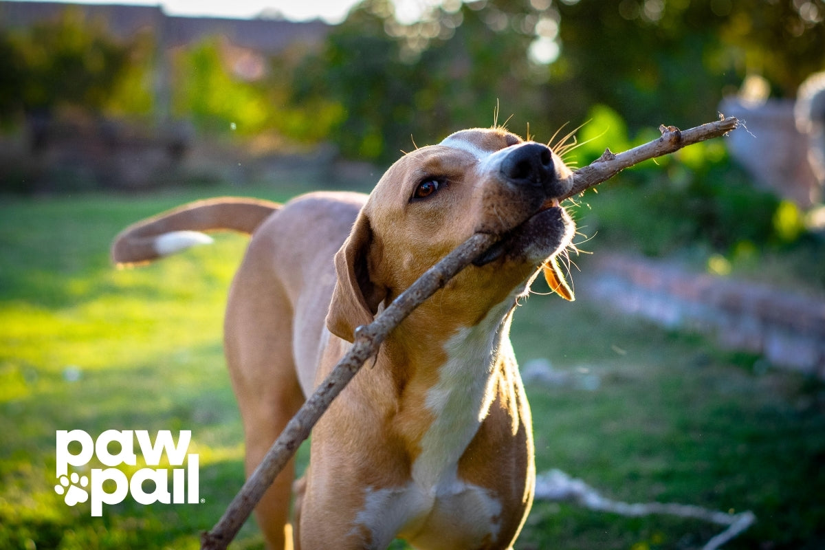 Dog Poop Scooper Essentials for Easy Cleanup