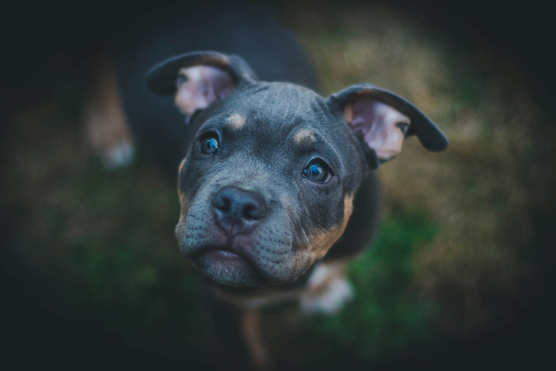 black American pit bull carrier puppy looking up