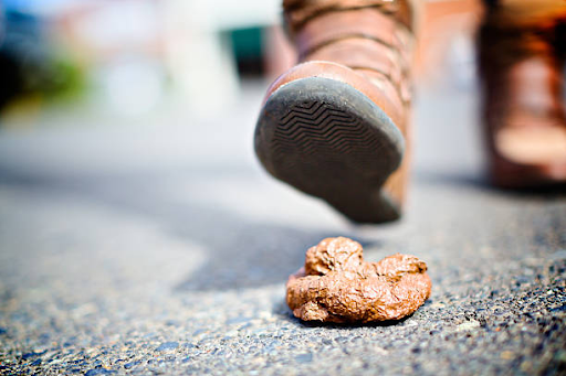 Say Goodbye to Messy Walks and Smelly Travel with a Dog Poop Container