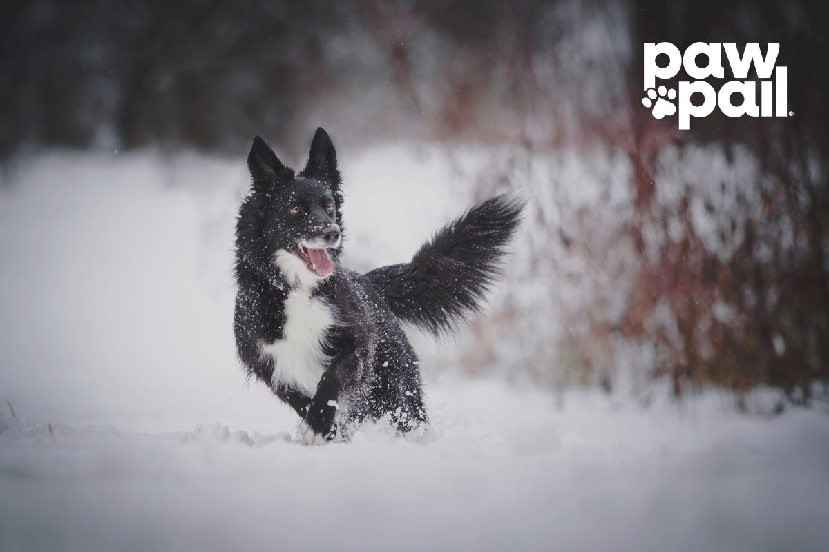 Freeze and Scoop Method for Dog Poop: A Step-by-Step Guide to Easy Cleanup