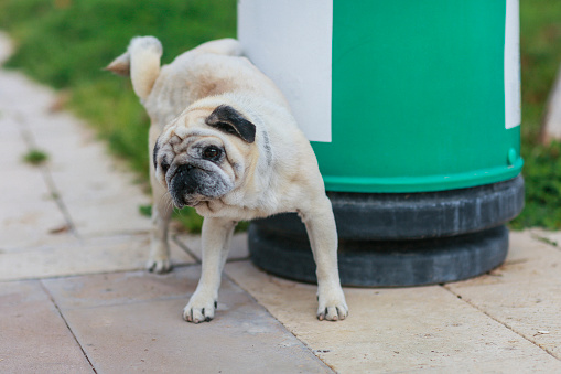 Smarter Way to Handle Dog Waste: Outdoor Poop Containers That Make Cleanup Easy