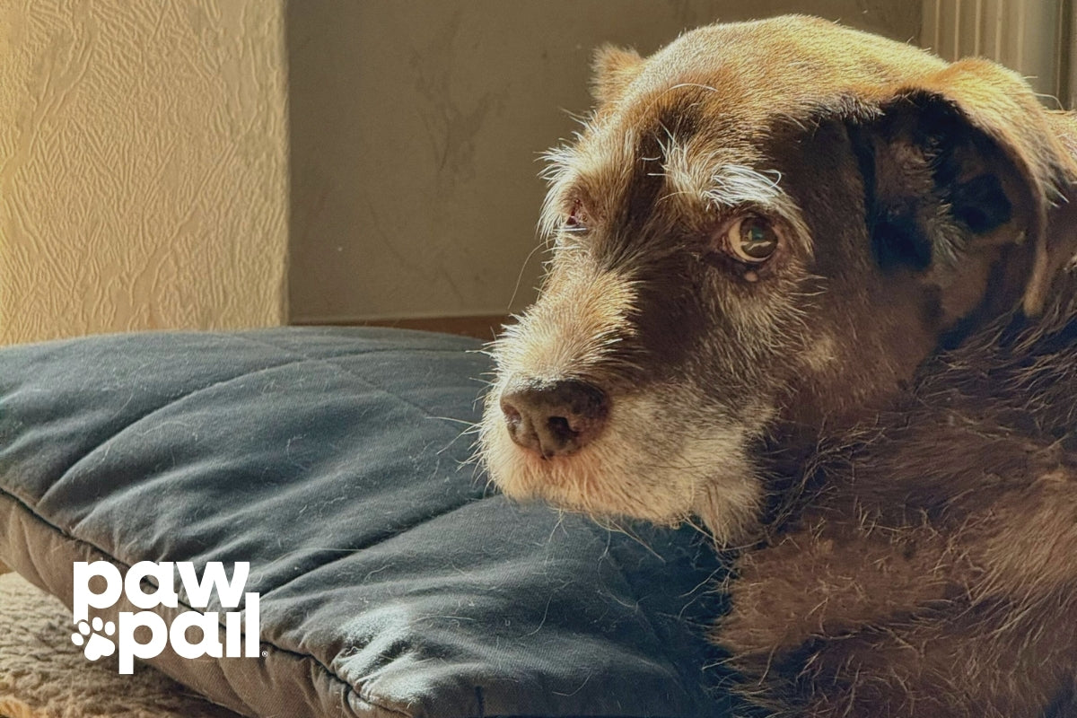 How Often Should a Senior Dog Poop Each Day