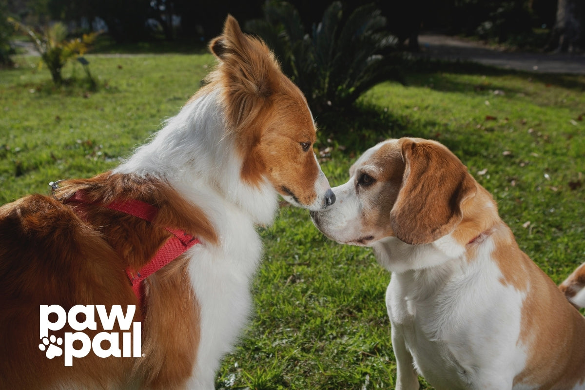 How Stress and Anxiety Show Up in Your Dog’s Poop