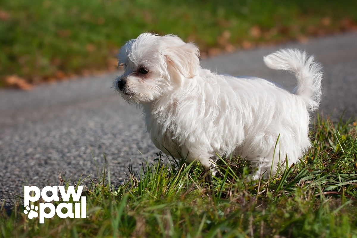 How to Clean Urine Stains from Artificial Turf