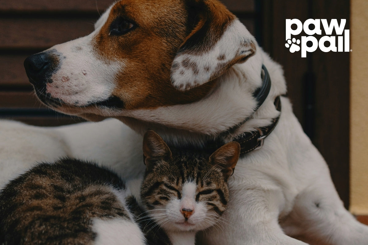 How to Dispose of Cat Poop: Step-by-Step Tips for a Healthier Home