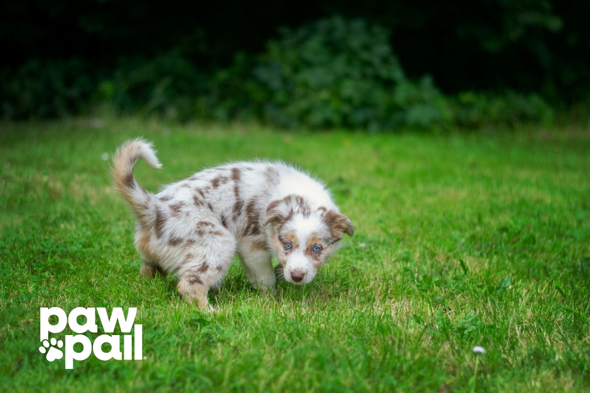 How to Get Rid of Urine Smells in Your Yard for a Fresh Outdoor Space
