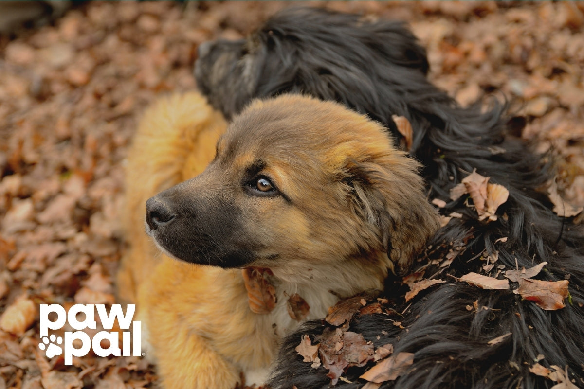 How to Read the 5 Stages of Dog Poop Color Changes