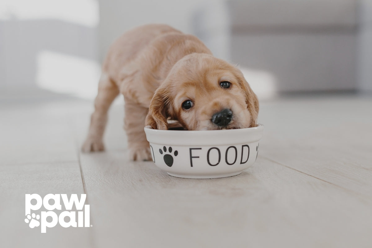 How to Transition a Puppy to Solid Food Without Soft Stool